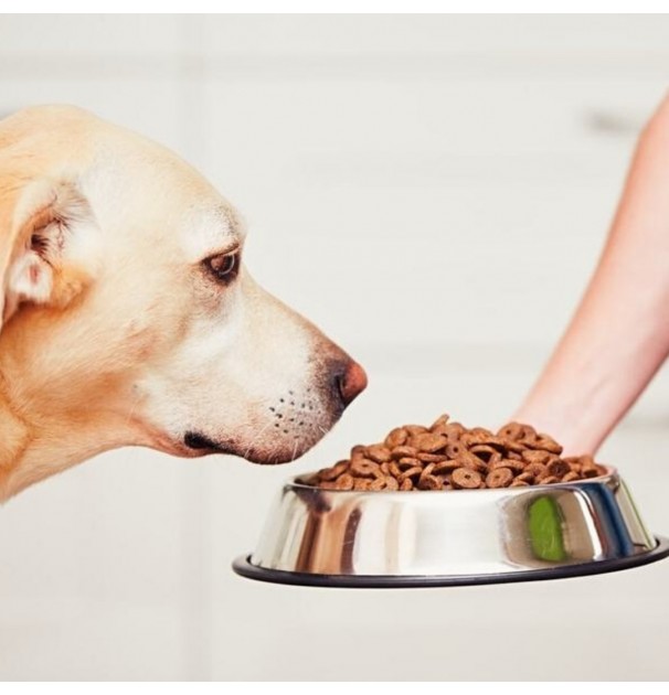 Castron Metalic Pentru Hranire Animale De Companie - 22Cm